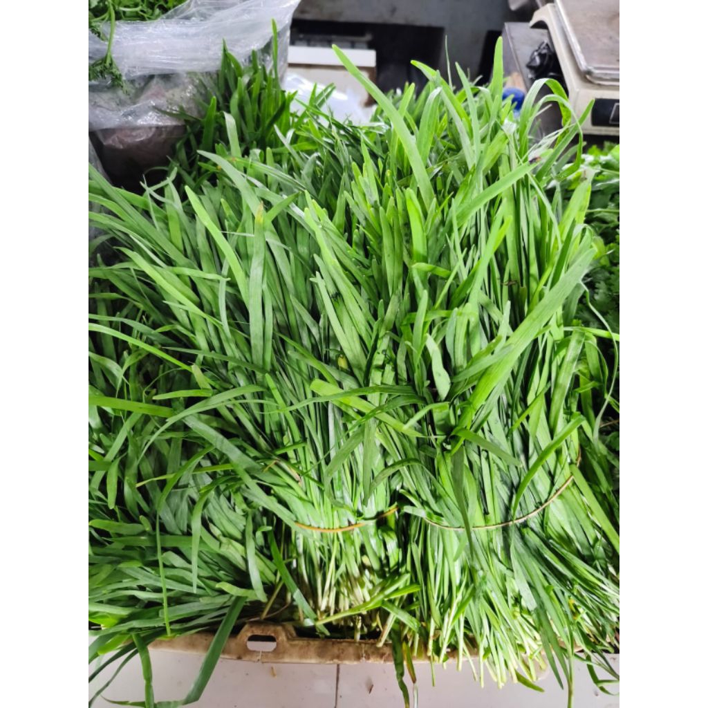 Daun kucai fresh sayuran segar Bandung