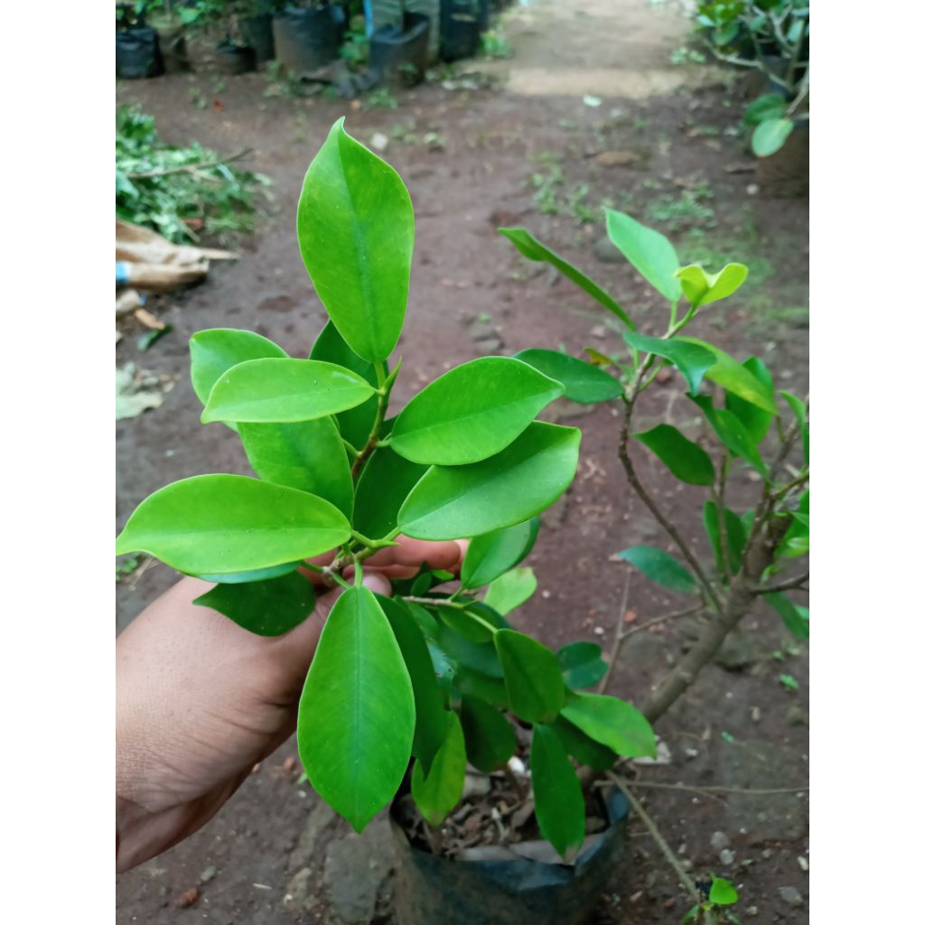 beringin iprik gold