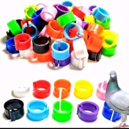 RING CLIP POLOS MERPATI BUKA TUTUP WARNA MERPATI DEWASA