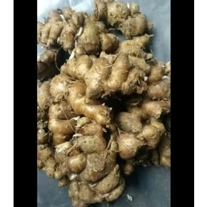 KENCUR SEGAR 1KG KENCUR BESAR 1KG KENCUR 1KG KENCUR 1KG