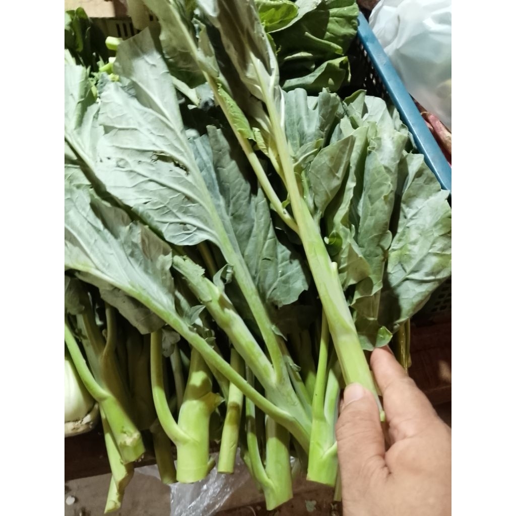kailan segar 250grm