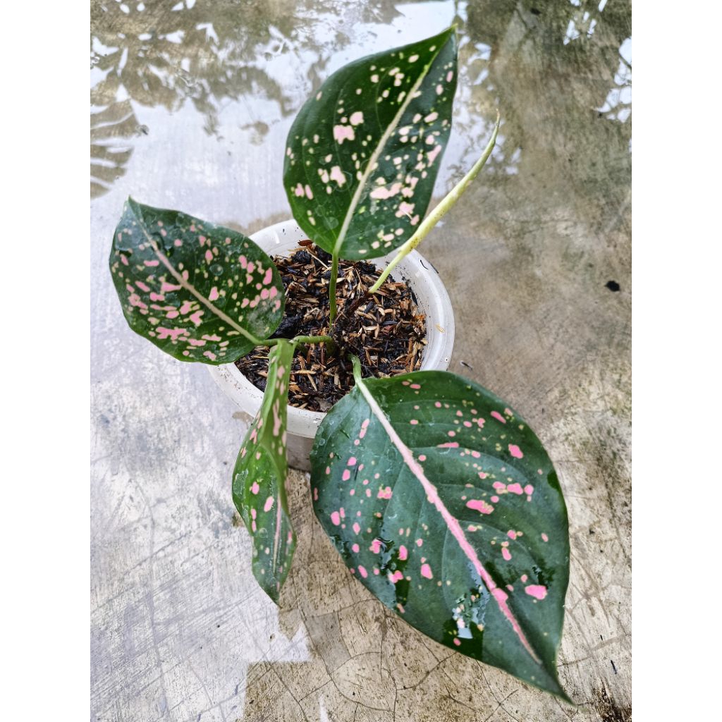 Aglonema Pink Dalmation