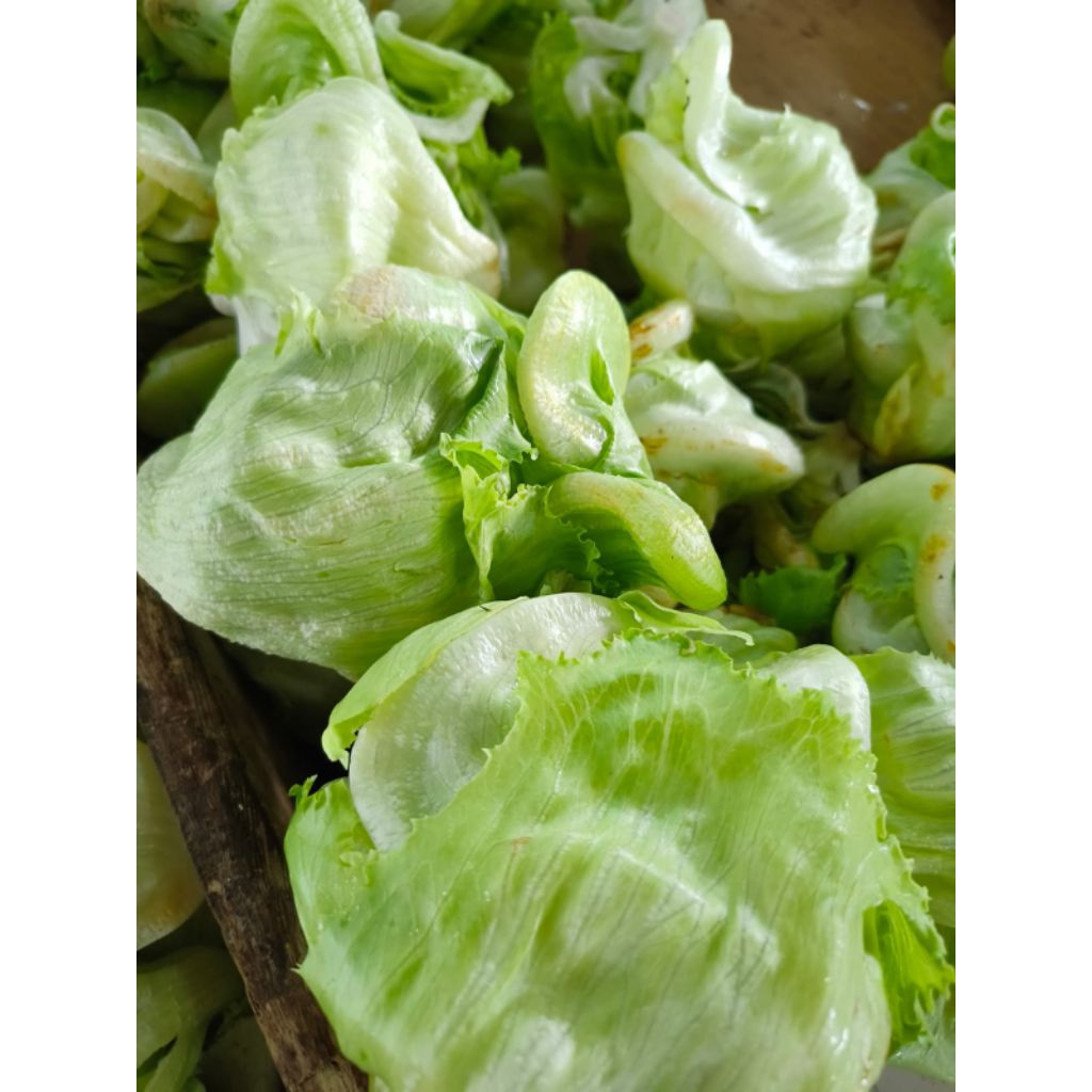 Lettuce Head fresh vegetable sayuran segar Bandung