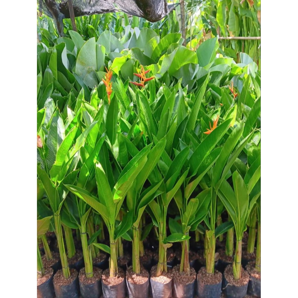 Tanaman Hias Pisang Heliconia Golden Pohon Pisang-pisangan Heliconia Bunga Kuning