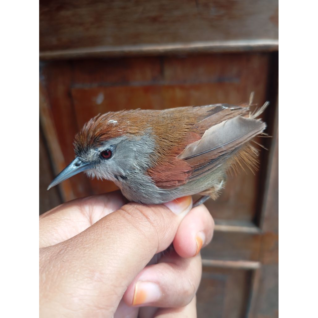 TEPUS PIVER - TEPUS PIPI PERAK - BURUNG BAHAN -KHUSUS BANDUNG SAJA