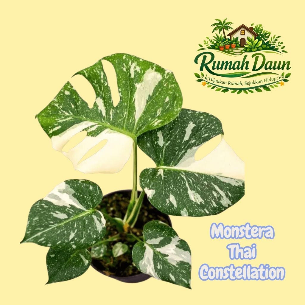 TERLARIS Monstera Thai Constellation - monthai