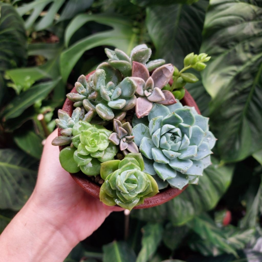 Sukulen Cantik Mini Kaktus Lucu Mix 1 set pot Terakota Tanaman Hias