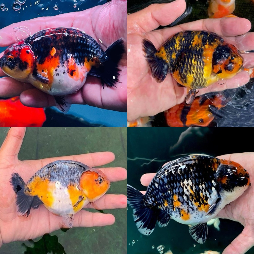 [Chan Aquatic] Ikan Hias Koki Ranchu Calico Jumbo XL