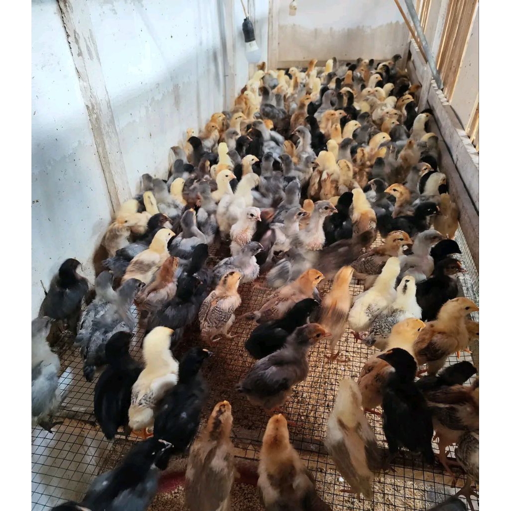 Ayam kampung kub 2 janaka