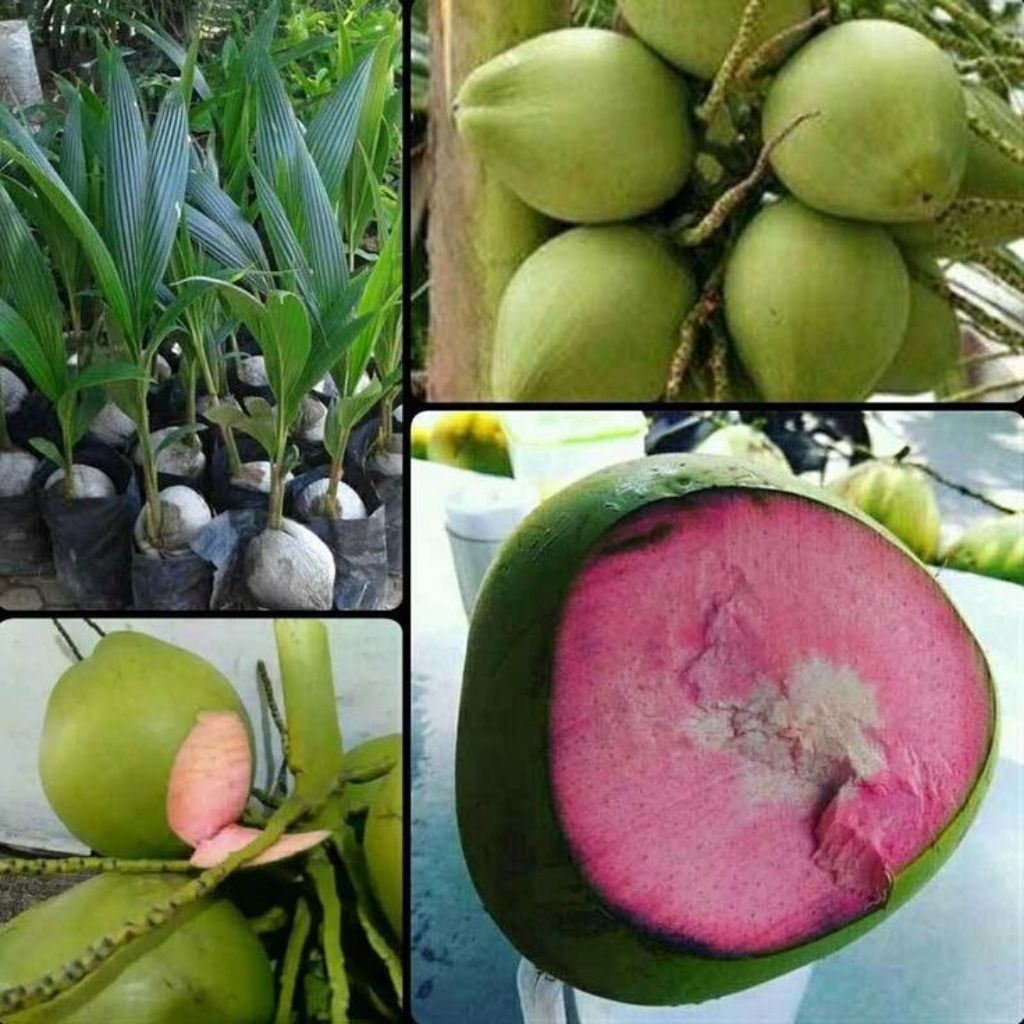 kelapa muda/degan cupat merah/1 buah