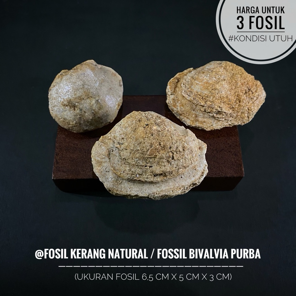 Fosil Kerang Natural B49 atau Fossil Bivalvia Purba atau Fosil Keong atau Fosil Kijing atau Fosil Sh