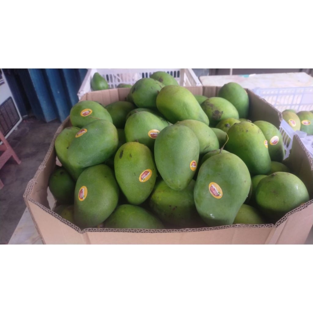 mangga harum manis 1kg fresh premium