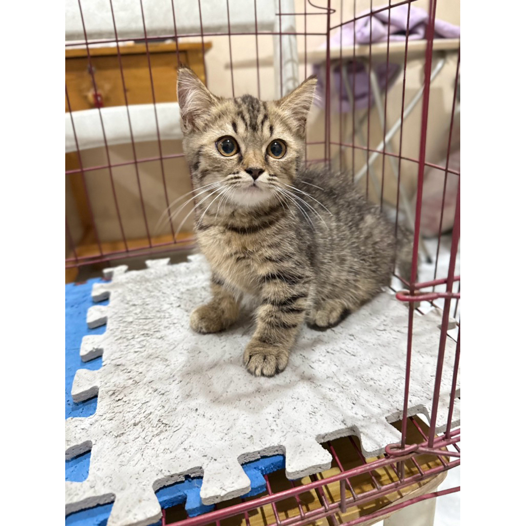 Munchkin BSh persia peaknose anggora sf