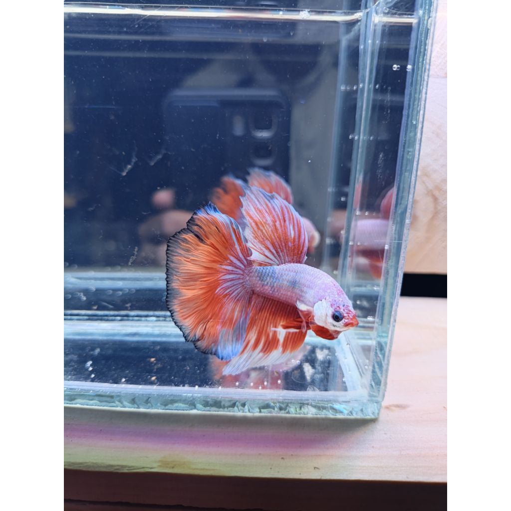 halfmoon pink fancy