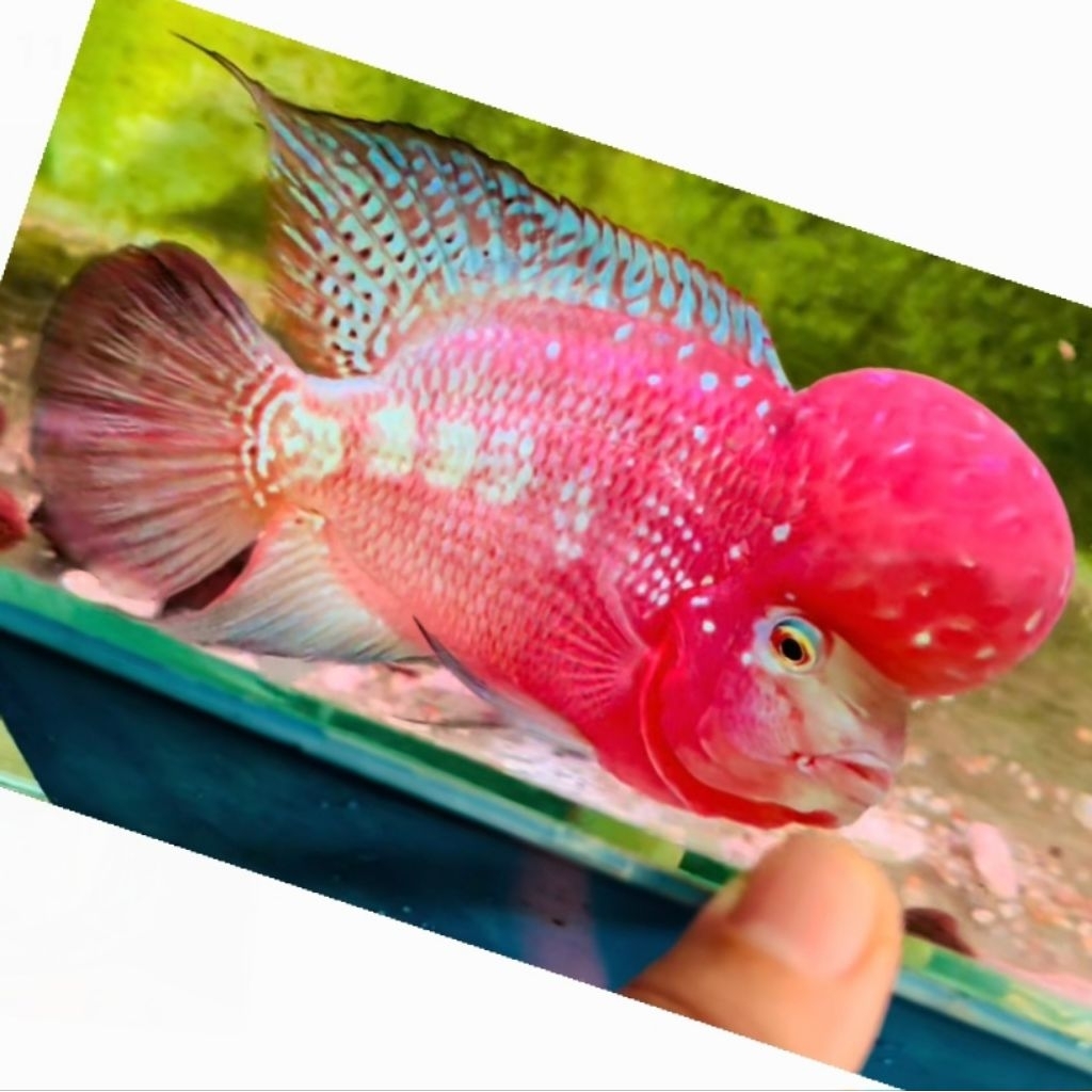 Burayak Ikan Louhan Kamfa V1 Thailand Super Red