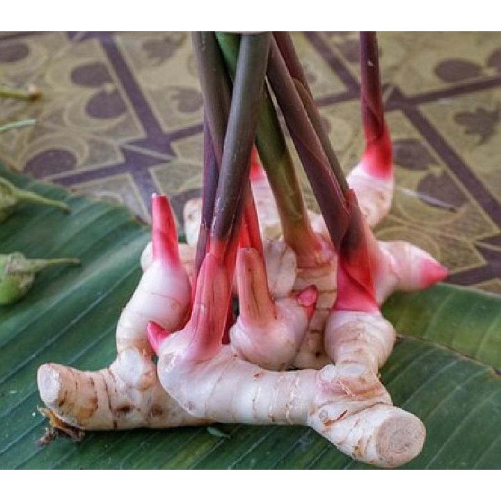 Laos lengkuas merah per 1kg organik
