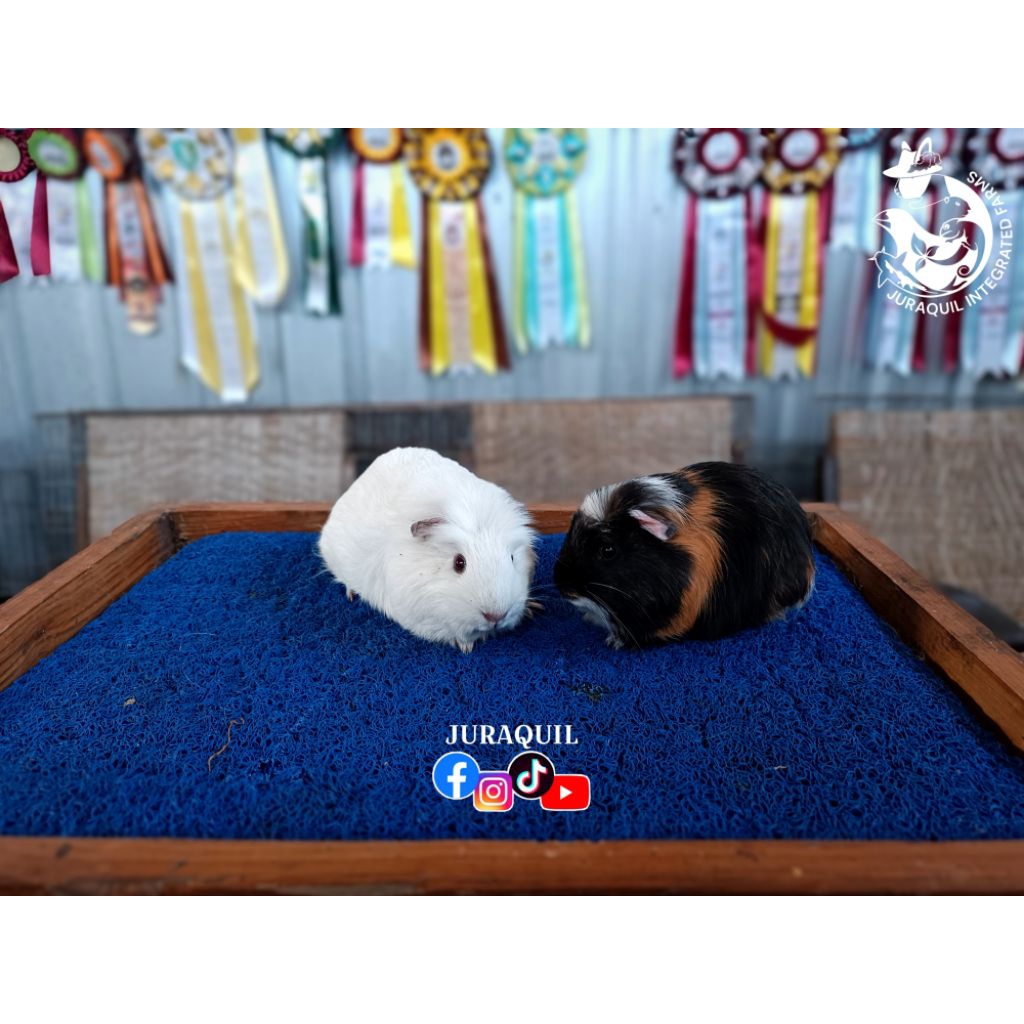 GUINEA PIG / CAVY / MARMUT HIAS