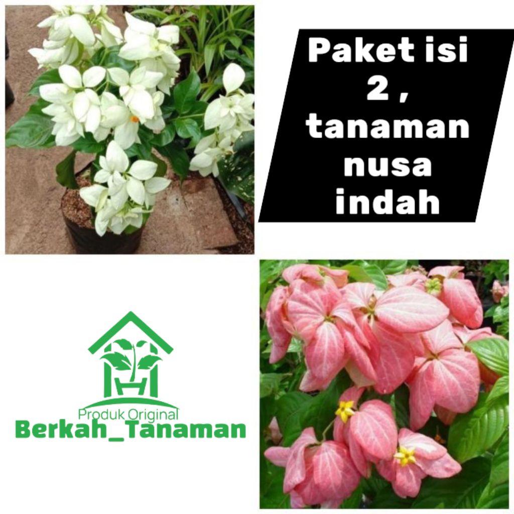 paket tanaman hias bunga Nusa indah isi 2 - nusa indah - tanaman nusa indah - bunga nusa indah pink 