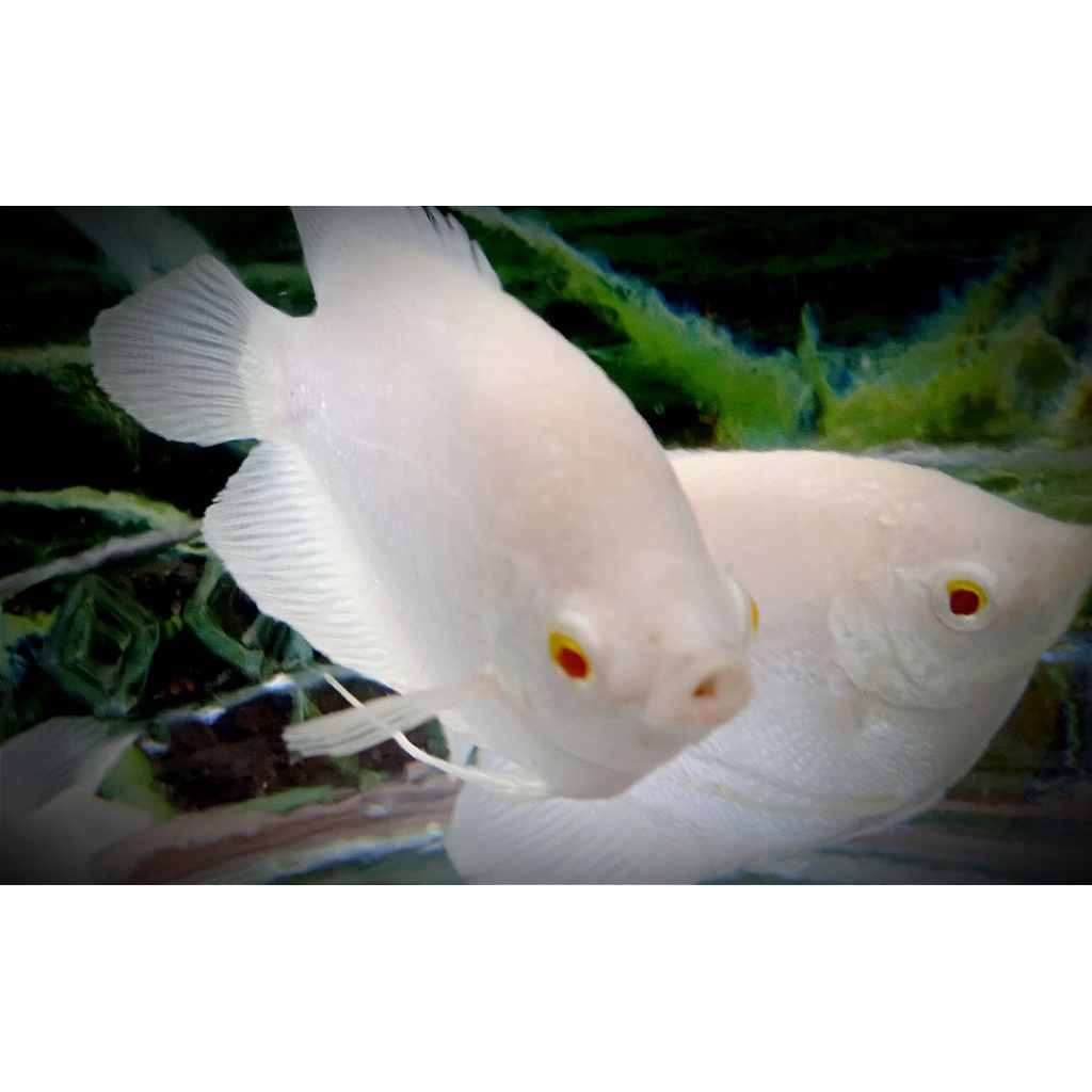 Gurami Albino Platinum Red Eye import Thailand