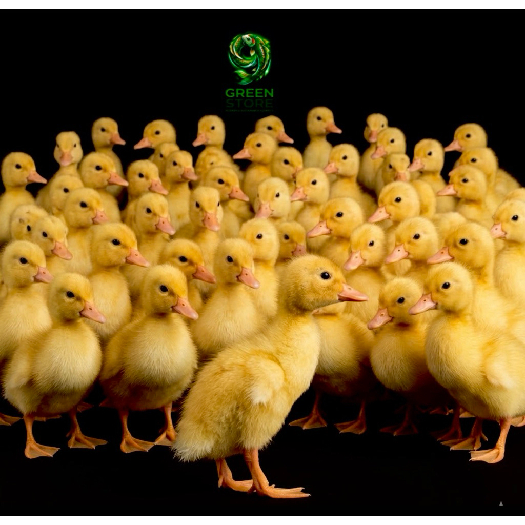 TERMURAH SEBANDUNG,DOD BEBEK PEKING ,BEBEK RESTO BEBEK PEDAGING KUALITAS SUPER