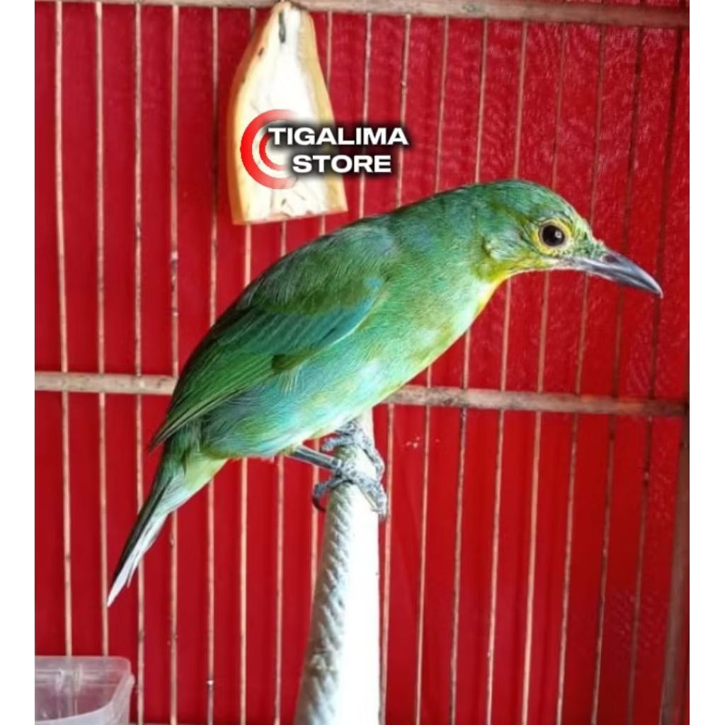 BURUNG CUCAK IJO BETINA SIAPAN