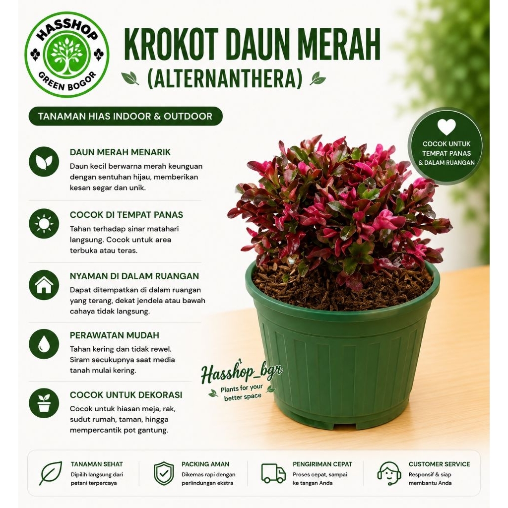 Krokot Merah Super Murah Tanaman Hias Taman Indah Depan Rumah Estetic