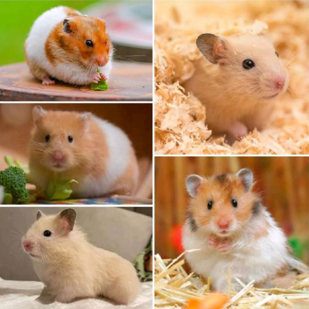 Hamster Syrian Termurah / Hamster Jinak Lucu Sehat / Hamster Suriah Bestseller