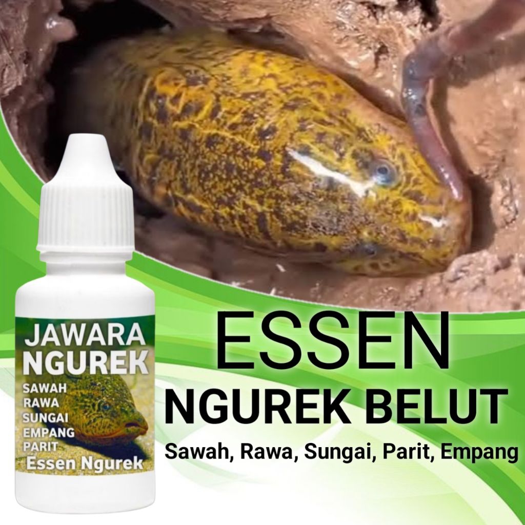 Umpan ngurek Essen belut babon jawara ngurek