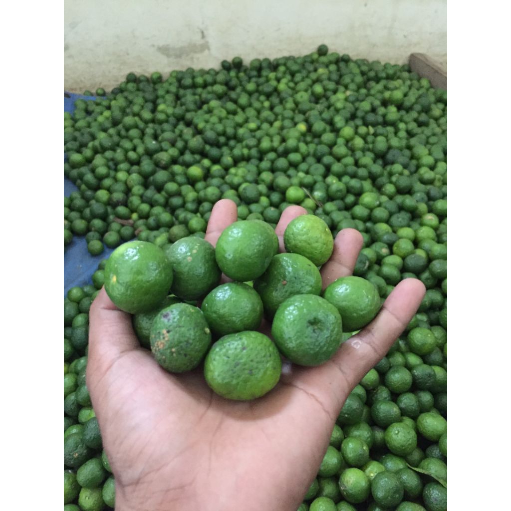 Jeruk limau/limo 1kg ukuran kecil