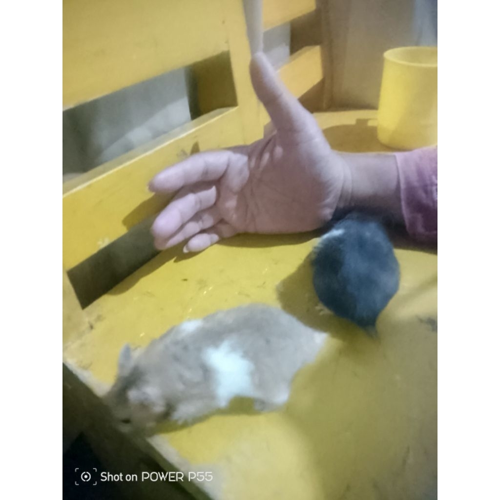 sepasang hamster