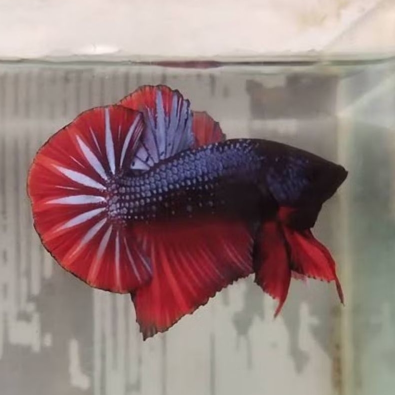 Cupang Plakat HMPK Bahanan Kontes Size & Warna Random | Ikan Cupang Premium Sehat Aktif
