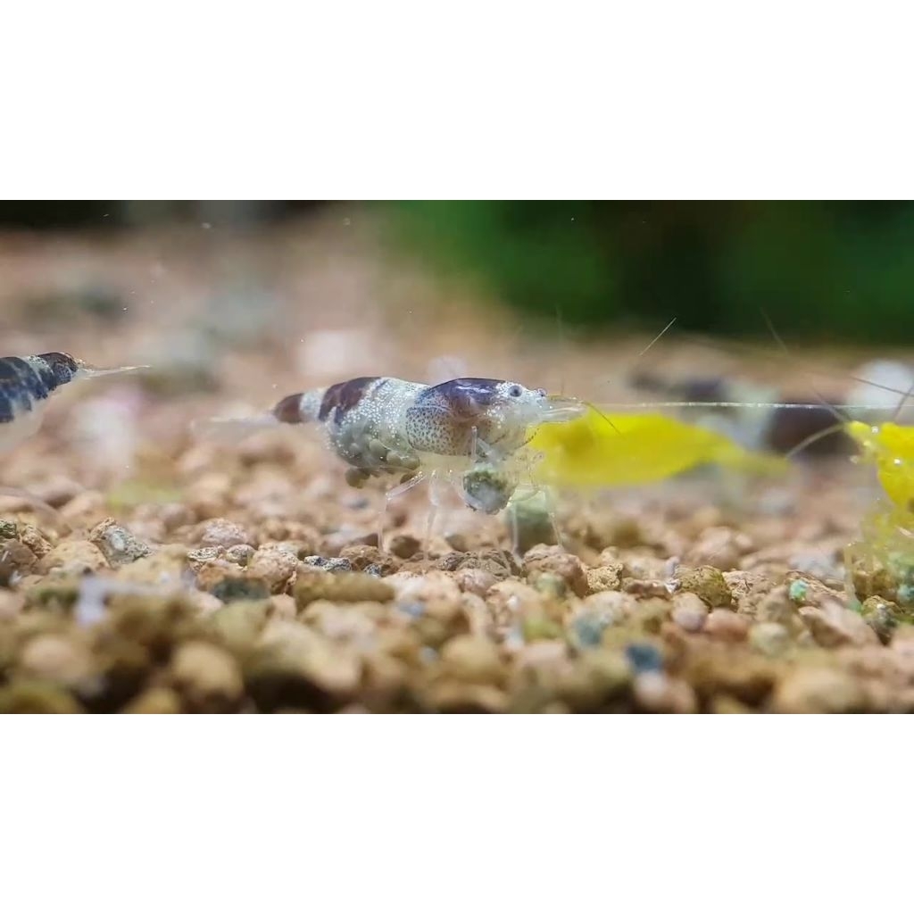 mamboo Bee shrimp sulawesi