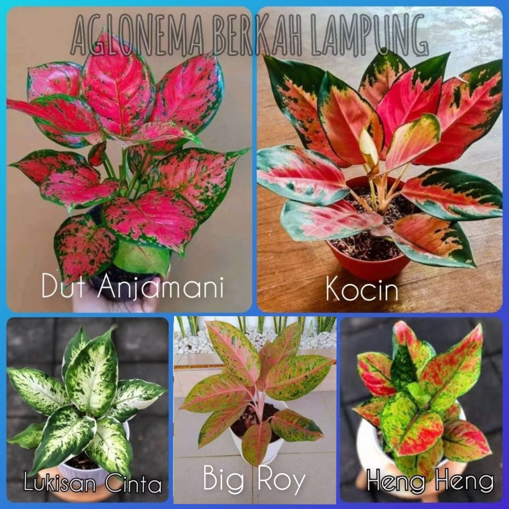 Paket murah 5 jenis aglonema terlaris remaja - dewasa