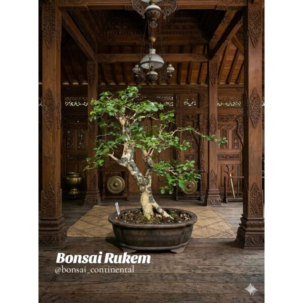 Bonsai Buah Rukem unik
