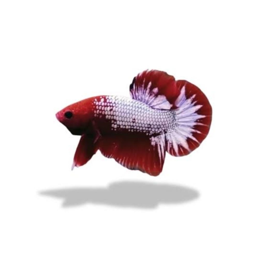 Cupang Fccp Red head jantan usia 4bulan