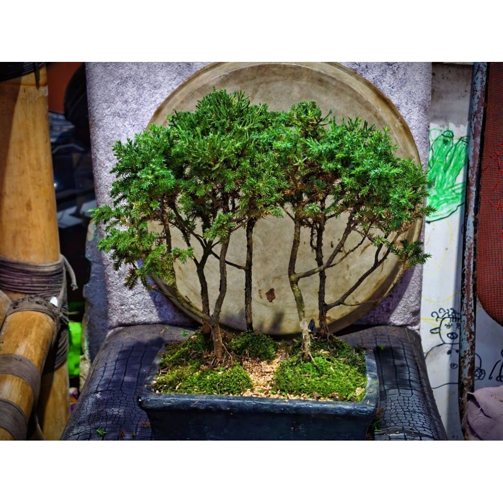 Bonsai Cemara Duri Bonsai Cemara Siap Pajang Realpict Bonsai KOLEKSI