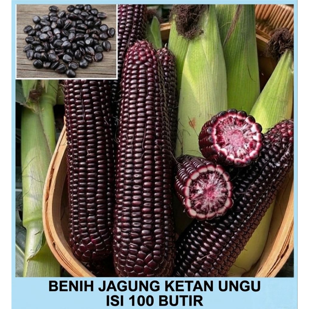 *100 BUTIR* BIBIT BENIH JAGUNG KETAN HITAM KUALITAS UNGGUL
