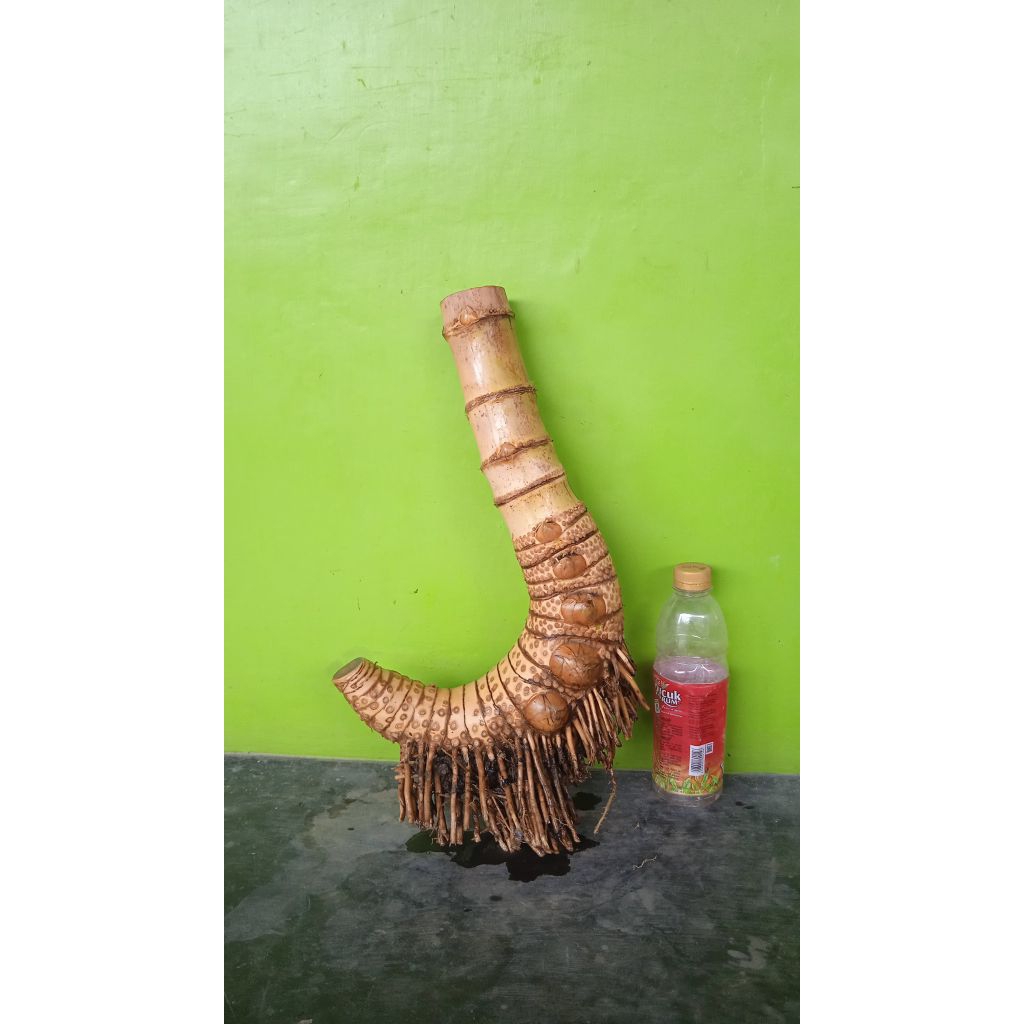 Bahan bonsai bambu kuning