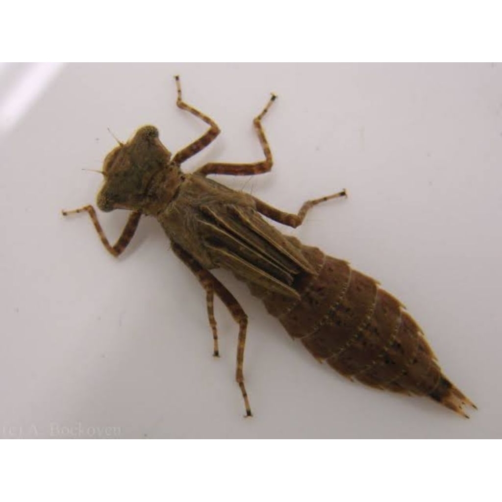 larva capung umpan mancing per 30 ekor