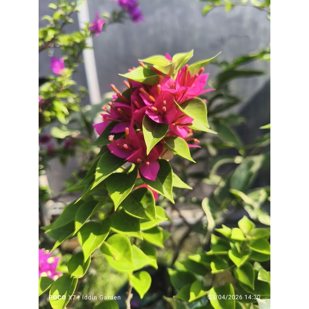 Bougenville singapore pink/SGP pink bibit ori