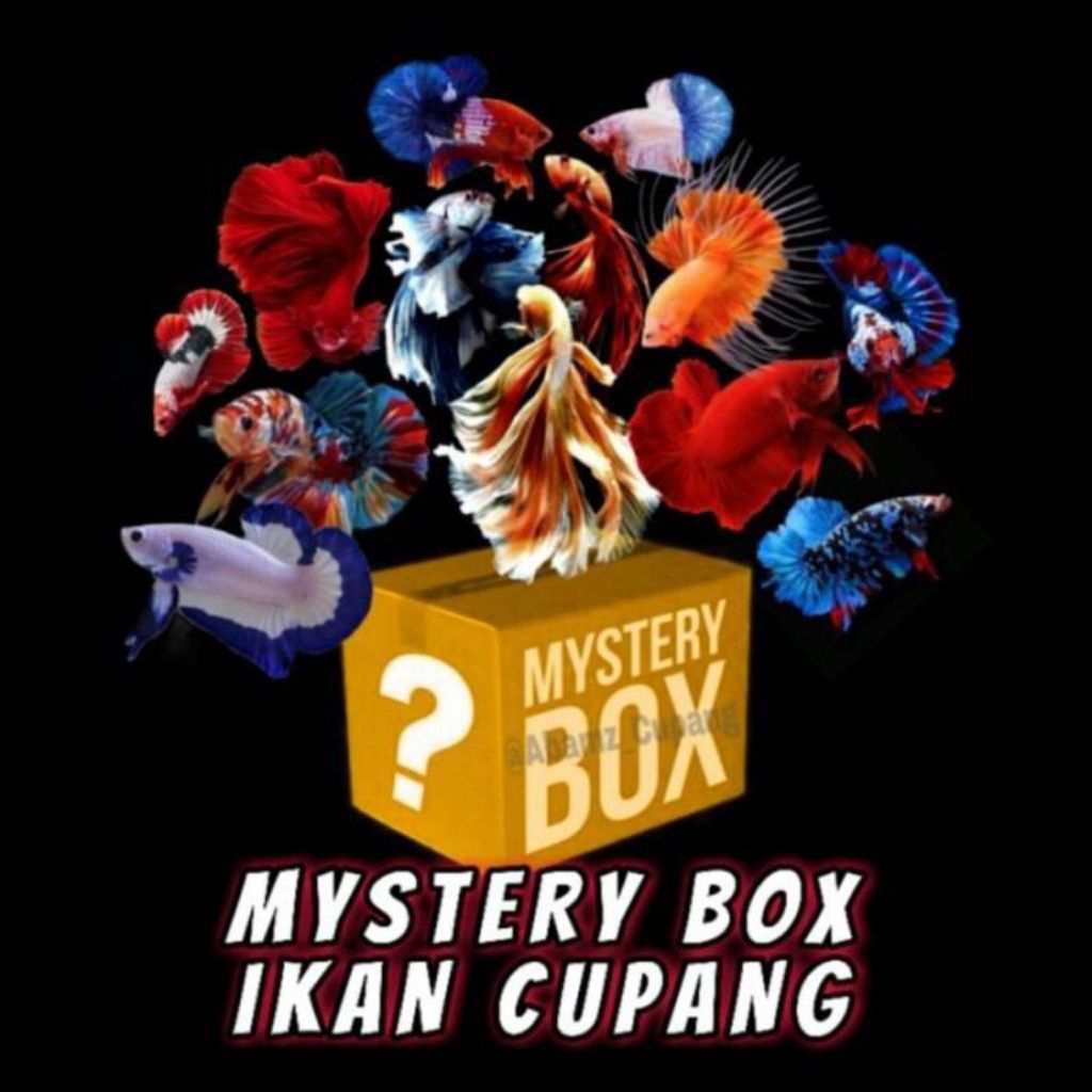 MYSTERY box cupang ikan hias bergaransi