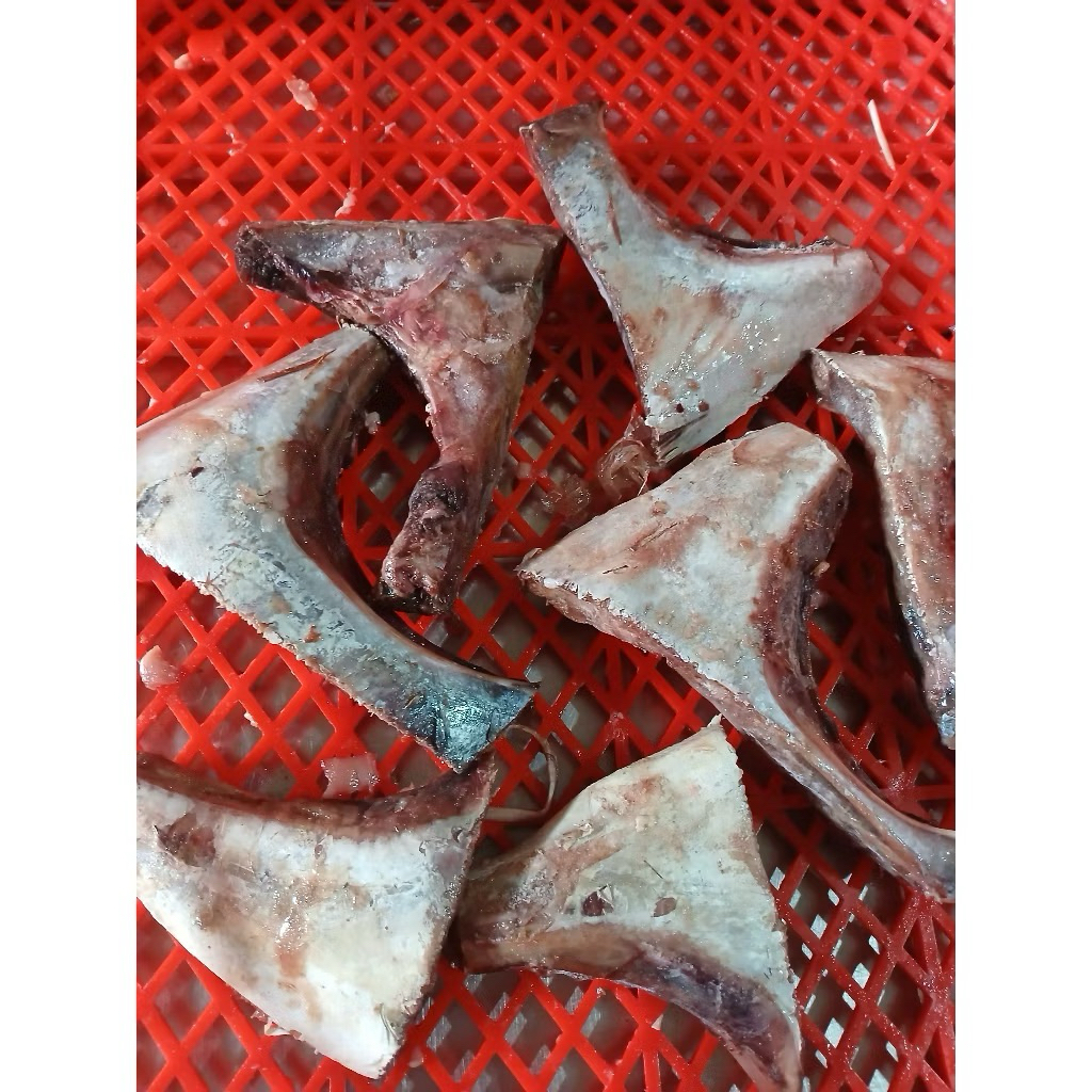 rahang tuna