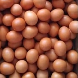 telur ayam sekilo  Bandung instant