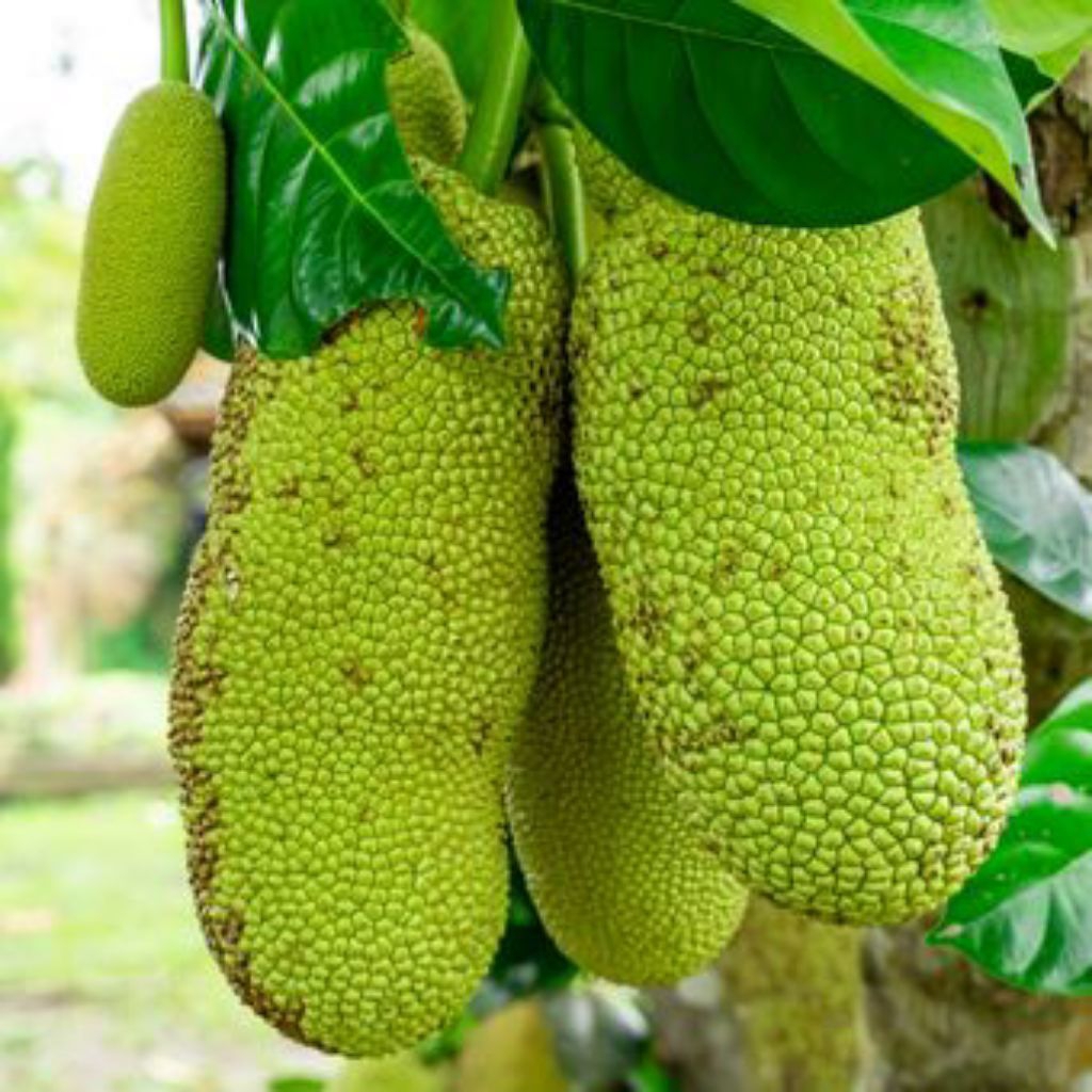 Nangka Muda Nangka Sayur Gori Tewel Per Buah