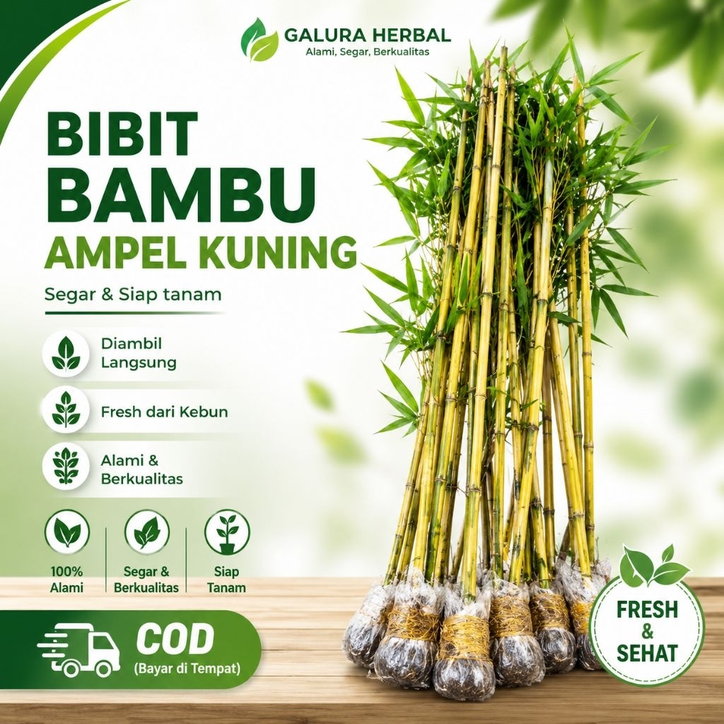 BIBIT BAMBU AMPEL KUNING