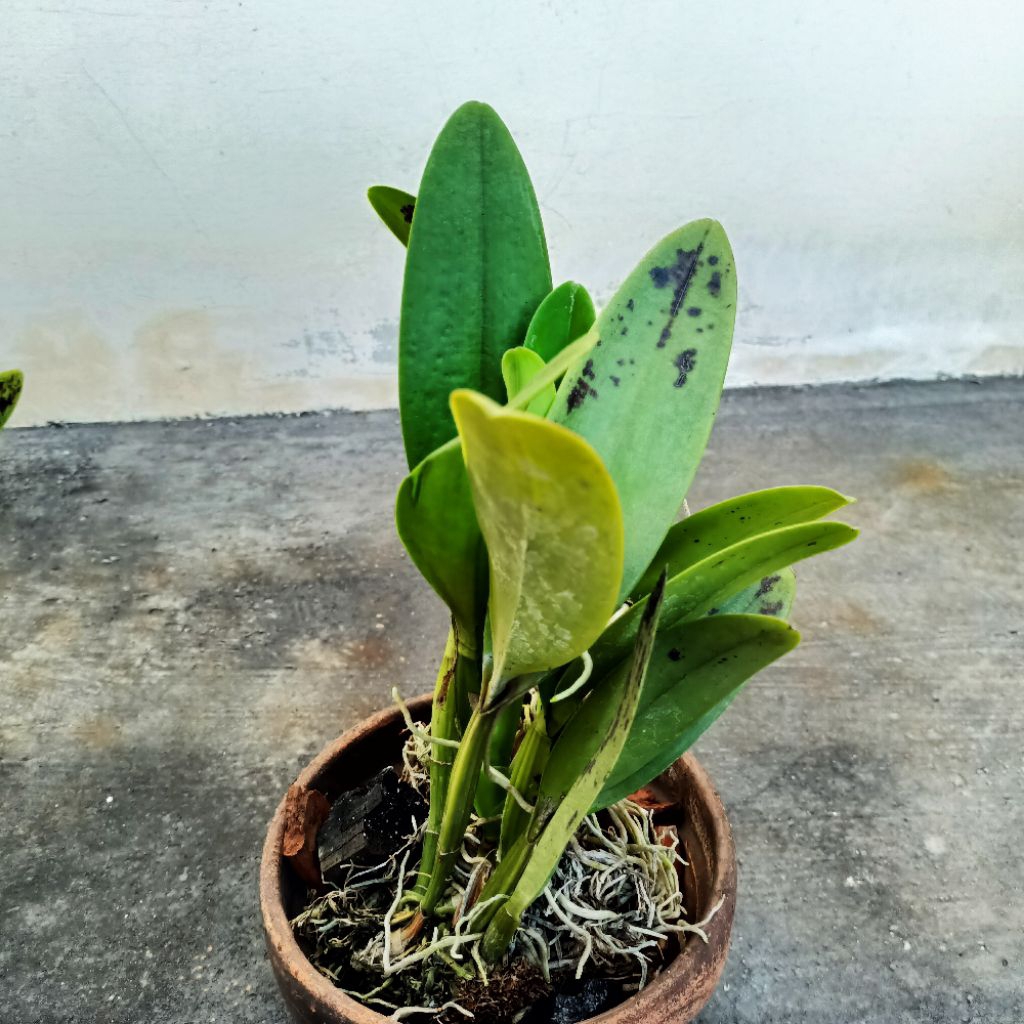Tanaman anggrek cattleya mantini dewasa bunga ungu besar wangi kode G