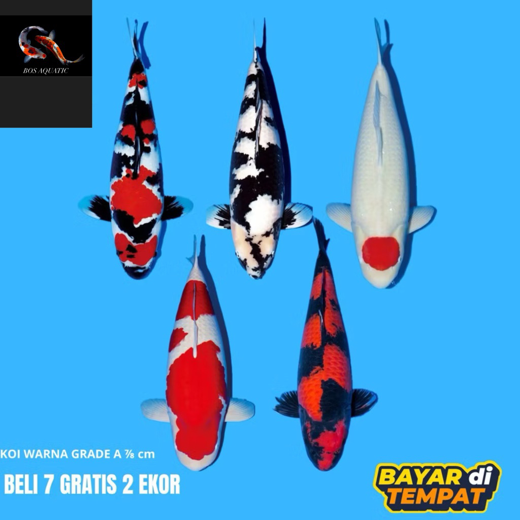 (reguler) Koi Warna Blitar kohaku|sanke|shiro|showa 7-8 cm