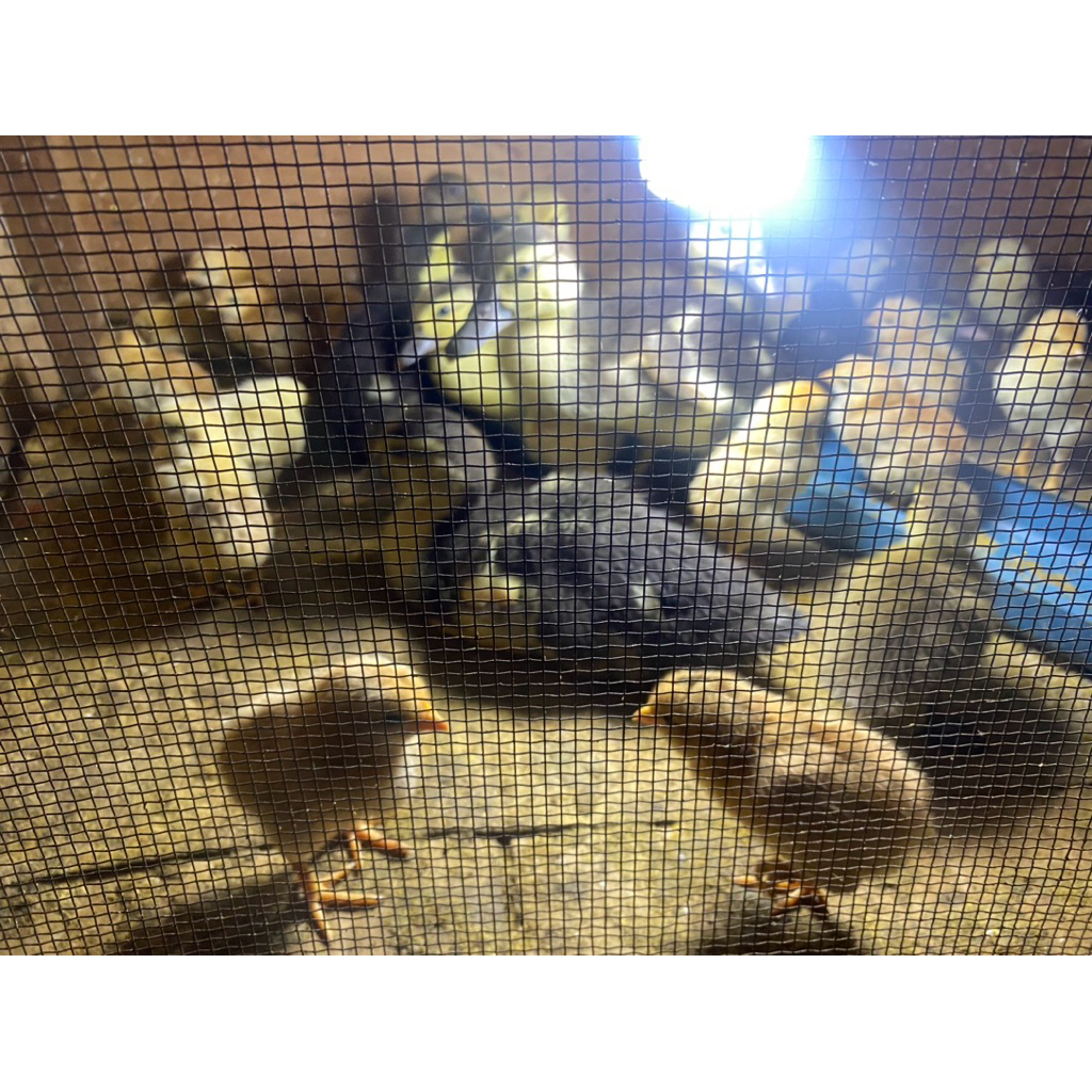 Doc ayam elba Petelur