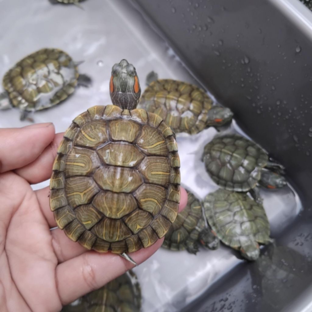 HIASAN AQUARIUM KURA BRAZIL 7CM MEDIUM