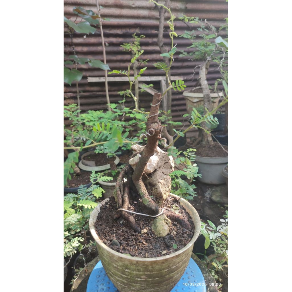 bonsai asem jawa on the rock